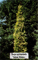 Thuja occidentalis Yellow Ribbon