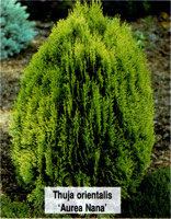 Thuja orientalis Aurea Nana