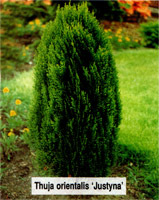 Thuja orientalis Justynka