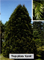 Thuja plicata Kornik