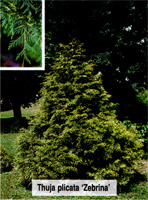 Thuja plicata Zebrina