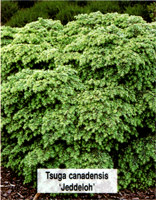 Tsuga canadensis Jeddeloh