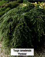 Tsuga canadensis Pendula