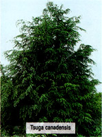 Tsuga canadensis