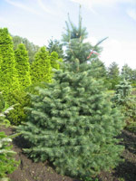 Abies concolor