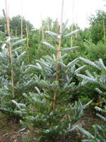 Abies koreana Silberlocke