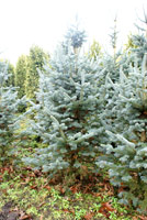 Abies lasiocarpa Compacta