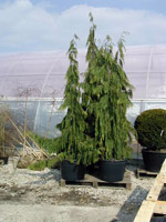 Chamaecyparis nootkatensis Pendula