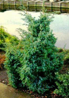 Juniperus chinensis Blue Alps