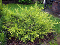 Juniperus chinensis Kuriwao Gold