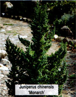 Juniperus chinensis Monarch
