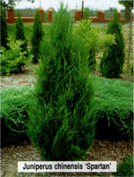 Juniperus chinensis Spartan