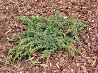 Juniperus communis Green Carpet