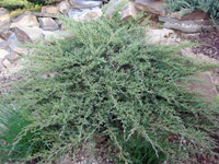 Juniperus horisontalis Glauca