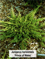 Juniperus horisontalis Prince of Wales