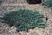 Juniperus horisontalis Blue Chip