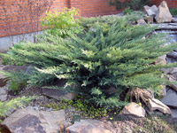 Juniperus sabina Tamariscifolia