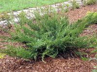 Juniperus sabina Blaue Donau