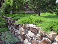 Juniperus sabina Rockery Gem