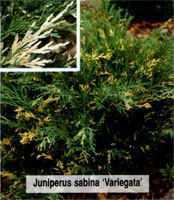 Juniperus sabina Variegata