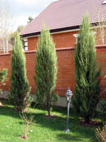 Juniperus scopulorum Skyrocket