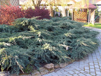 Juniperus squamata Blue Carpet