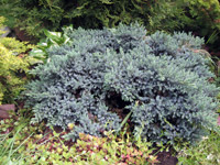 Juniperus squamata Blue Star