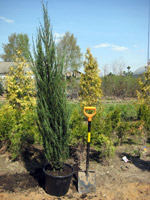 Juniperus virginiana Skyrocket