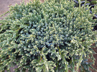 Juniperus virginiana Gold Tip