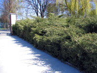 Juniperus virginiana Hetz