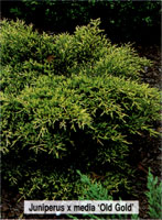 Juniperus media (chinensis) Old Gold