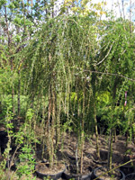 Larix decidua Pendula