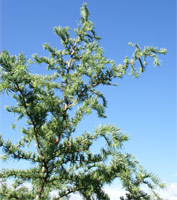 Larix kaempferi (leptolepis) Diana