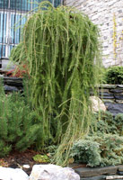 Larix kaempferi (leptolepis) Stiff Weeper