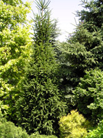 Picea abies Cupressina