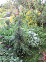 Picea abies Inversa