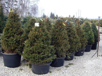 Picea abies Pygmaea