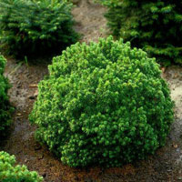 Picea glauca Alberta Globe