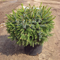 Picea omorika Nana