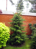 Picea omorika