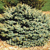 Picea pungens Glauca Globosa