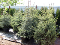 Picea pungens glauca