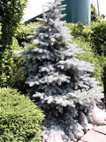 Picea pungens Hoopsii