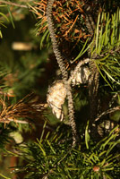 Pinus banksiana