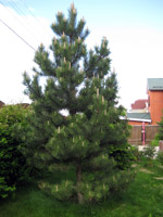 Pinus nigra