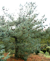 Pinus parviflora Negishi