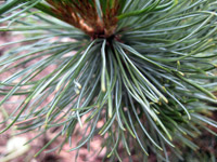 Pinus pumila