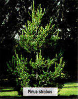 Pinus strobus