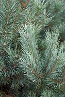 Pinus sylvestris Glauca