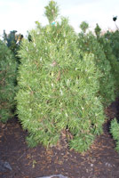 Pinus sylvestris Globosa Viridis